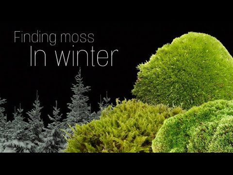 Moss in Winter