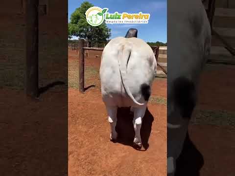 Marreco Nelore  Eita picanha, fartura sobrando #Boiadeiro#Boibravo#Agro#Touro#Nelore#Vidanaroça