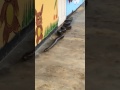 The Anaconda Visit The School