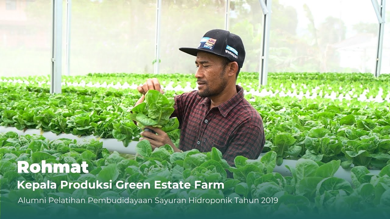 Rohmat Alumni Pelatihan Pembudidayaan Sayuran Hidroponik : Kepala Produksi Green Estate Farm