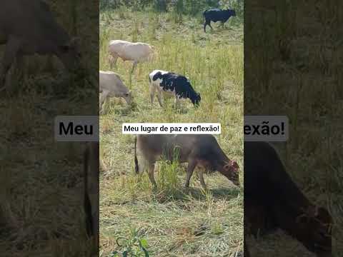 #reflexão #itamonte #suldeminas #minasgerais #casadecampo