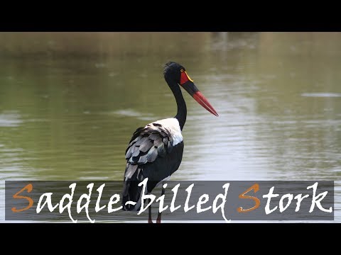 Záboroh sedlovitý (Ephippiorhynchus senegalensis) — Saddle-billed Stork v Kruger Parku