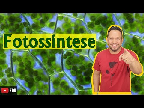 Photosynthesis - Bioenergetics - Class 7