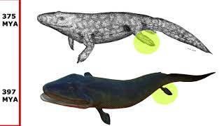 The Fossil Record: Proof of Noah's Flood or Evolution?