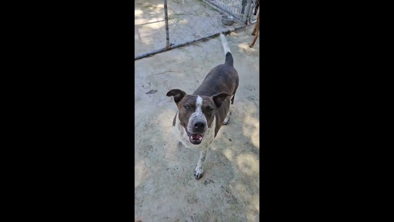 Enlarge Butch, a Adoptable mixed breed in Woburn, MA video 6/6