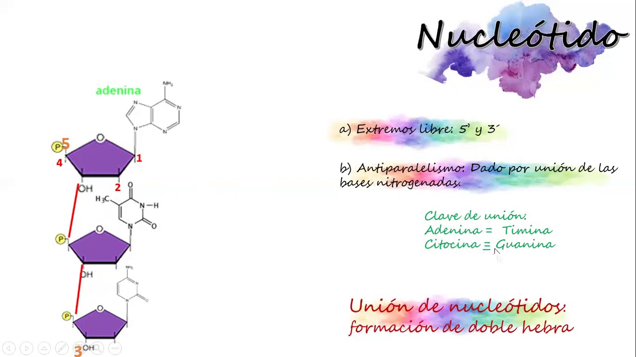 Estructura y condensación del ADN