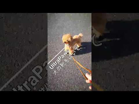 はじめての犬の靴は 履かせやすく脱げない Ultrapaws Durabledogboots はじめての犬の靴は 履かせやすく脱げない Ultrapaws Durabledogboots