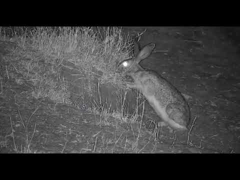 Djuma: Scrub Hare feeding by the pan -  01:37 - 09/14/19
