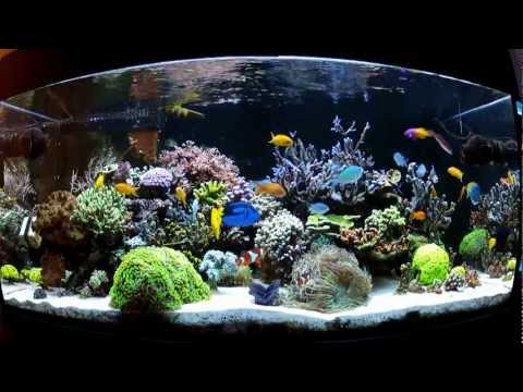 My 570L reef tank NP Reducing Bio Pellets (Akwarium morskie Białystok )