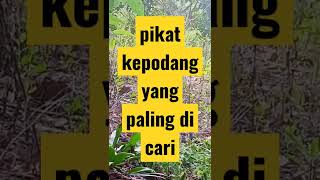 Download lagu suara pikat kepodang yang paling di cari di 2022 mp3 Download lagu suara pikat kepodang yang paling di cari di 2022 mp3