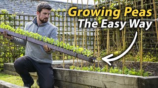 How to Grow Peas | The Simple Guide to a Fantastic Harvest