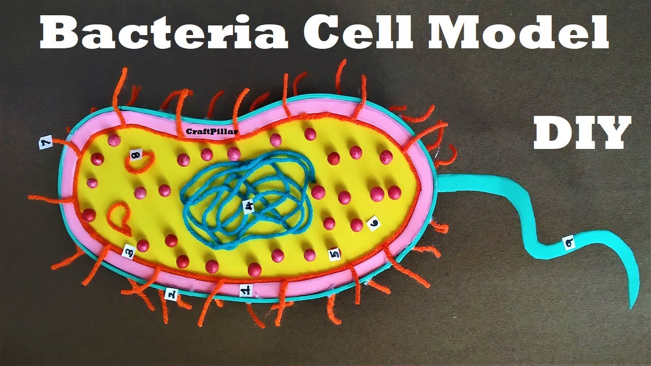Bacteria Cell Science Project | 3D project |  DIY at Home | CraftPiller  | still model