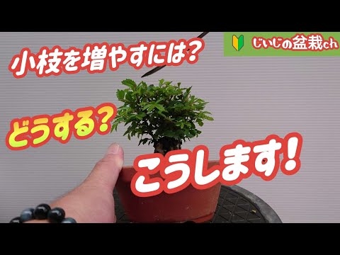 ゴールデンニレ 植物