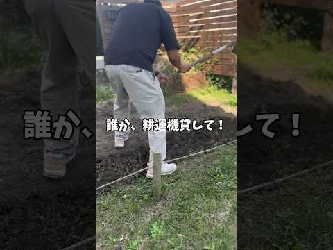 果樹の根元には何を植えますか？植物の最高の組み合わせに注目してください！  庭園