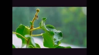 Rainy Day (song by Joep Beving - Etude)