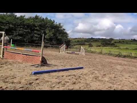 15.1 Cob X Connemara Mare - Image 2
