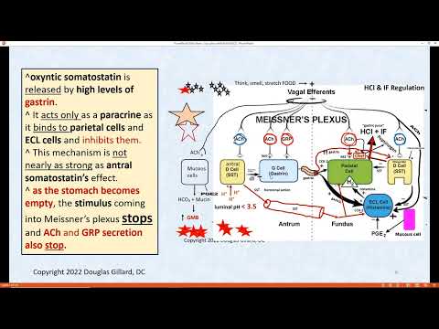 Zollinger-Ellison syndrome + Vitamin B12 Absorption + Basics of Inflammation + Gastrin regulation…