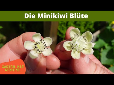 Mini kiwi blossom | Distinguishing flowers | Fertilization | Actinidia arguta | Kiwi berry