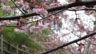 preview picture of video 'あたみ桜 開花状況 2012年3月4日 熱海市上多賀'