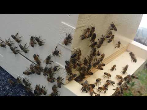 March 10th 2017 Swarm Catch Honey Bee Bait Hives Part 3