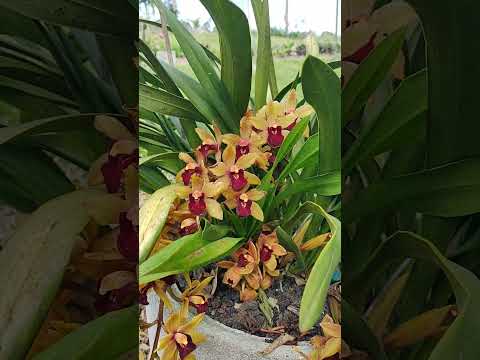 Flores | Interior de Presidente Getúlio Santa Catarina #natureza