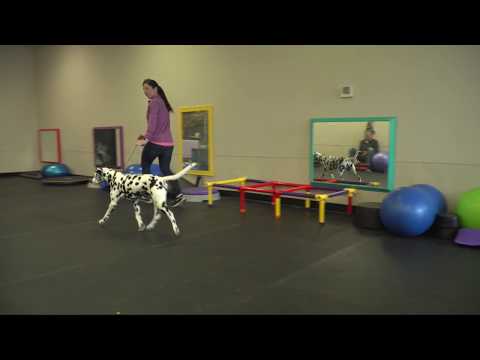 Winning Dog Shows with Eric Salas Episode 1 of 5 Entering the ring