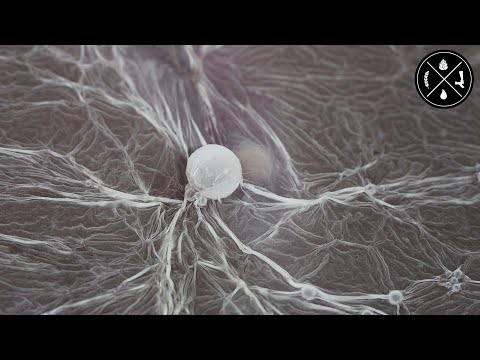 Scratched Stainless Steel, Infected Beer, Gravity Issues, & Temp Ranges with Yeast Strains - Ep. 296