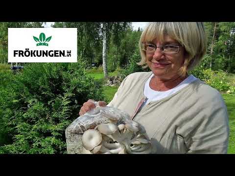 Svampodling Live med experten Elisabeth Bååth