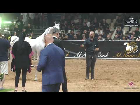 N 411 K Z  SUNTIR   Israel Breeders' Show 2023   Stallions 9+ Years Old Class 42