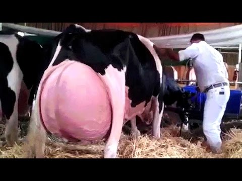 , title : '8 Razas de Vacas Que Son Únicas En El Mundo'