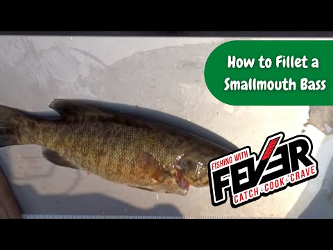 How I fillet a smallmouth bass