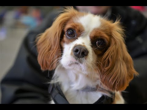 EURODOG 2022 KORTRIJK  compilatie Zaterdag 19 november 2022