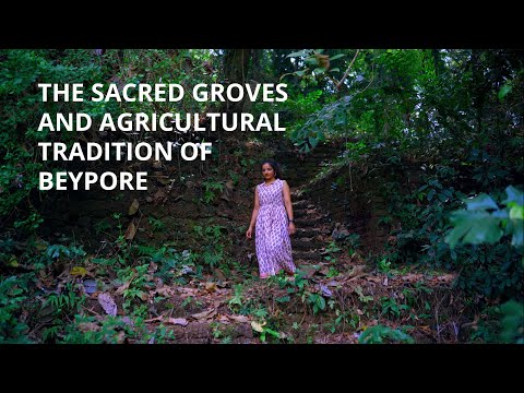 The sacred groves and agricultural tradition of Beypore 