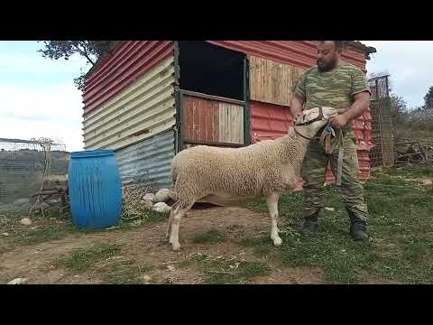 , title : 'lacaune sheep 🇫🇷🐑 in Greece- Farm Tzouramani'