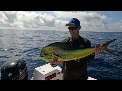 Catching Mahi Mahi On Live Baits With Tackling Australia