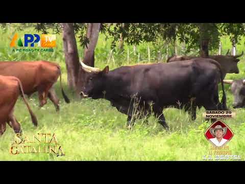 Ganadería El Principio | Santa Catalina Bolívar 2025.