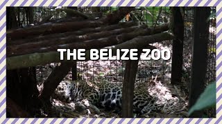 preview picture of video '[BELIZE] The Belize Zoo'
