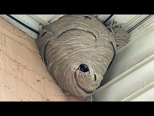 Duct tape vs Hornet nest (trapping them inside) SDDEFAULT Thumbnail