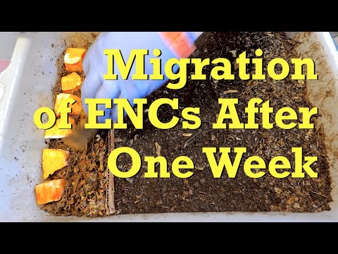 1-week ENC migration reinforced with extra food & bedding - worm farm vermicompost