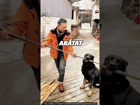 🐕 Câinele Care A Învățat Dintr-O Privire #shorts