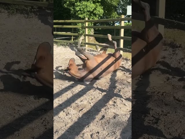 Superbe jument Pur-Sang de 6 ans – 1m65 – Bai élégante 