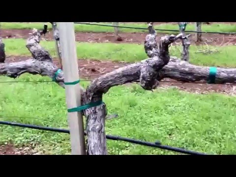 La Jota Vineyard 1843 Napa Valley on Howell Mountain Cabernet Franc Chardonnay