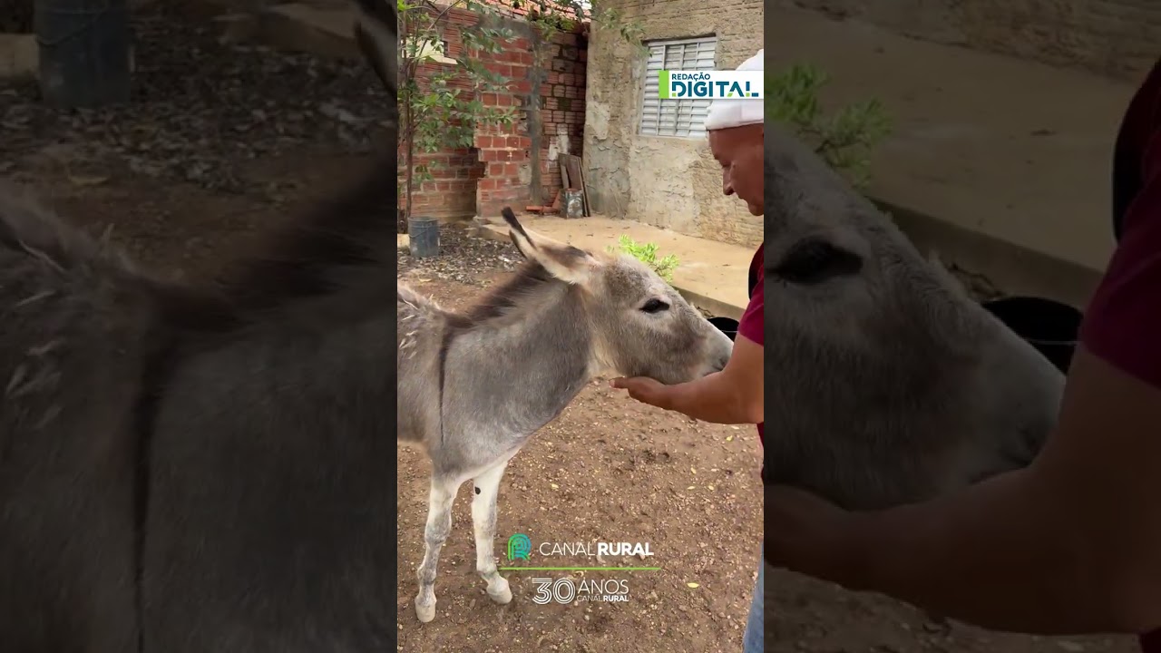 Tutor chora por não ter feito festa de 1 ano da jumentinha