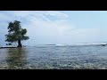 MUSIK RELAKSASI SUARA OMBAK DAN BURUNG BURUNG