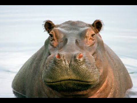 The Hope-o-potamus by Greg James and Chris Smith