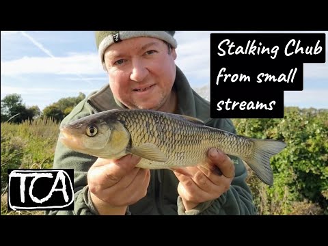 Stalking Chub from small streams, River Great ouse VID 001