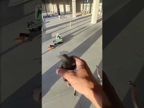 Liberando pájaro atrapado en el trabajo #liberación #aves #pájaro #animal #trabajo #aluminio