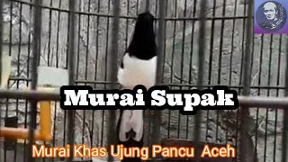 Download lagu Murai supak, murai unik dan Langka dari Ujong Pancu Aceh mp3 Download lagu Murai supak, murai unik dan Langka dari Ujong Pancu Aceh mp3