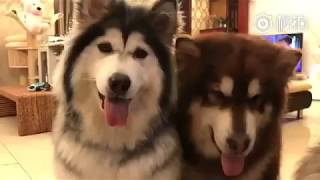 Malamutes and a cat give High Fives