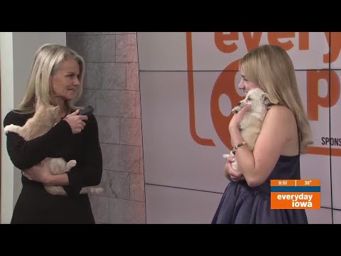 Everyday Pets with Hero's Haven Animal Rescue, Sponsored by John's Automotive Ser... - YouTube